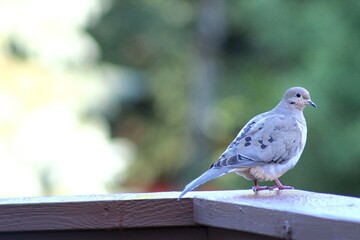 gray dove perched on a deck with sunny blurred background