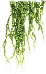 Front view of climbing Ivy plant - Hedere Helix