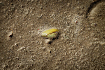 Color horizontal photo, light brown bivalve shell in focus buried in wet sand, sandy river bank background.