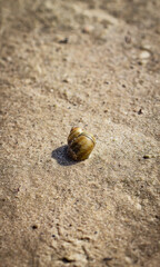 Color vertical photo, light brown shell in focus on wet sand, sandy river bank background.