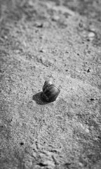 Black and white vertical photo, light brown shell in focus on wet sand, sandy river bank background.