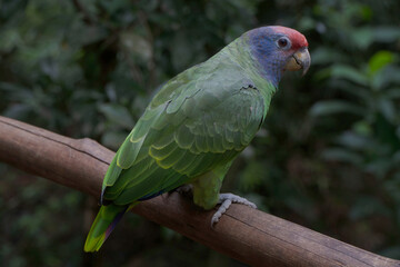 Loro cachetes rojos (Amazona autumnalis)