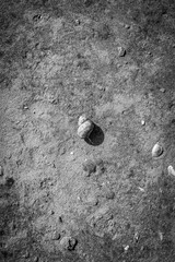 Monochrome vertical photo, light brown shell in focus on wet sand, sandy river bank background.
