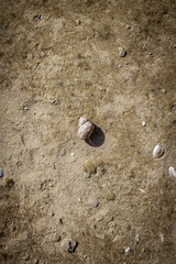 Color vertical photo, light brown shell in focus on wet sand, sandy river bank background.