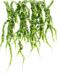 Front view of climbing Ivy plant - Hedere Helix