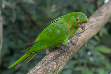 Loro en las cataratas de iguazu.