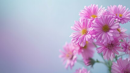 Obraz premium Pink daisy flowers on pastel background for spring themes, celebrations, or floral design usage