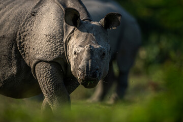 Obraz premium Low angle close-up portrait of a greater one-horned rhino taking a break from grazing at a meadow in Manas National Park, Assam, India