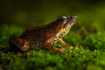 Full body side profile portrait of a beautiful dancing frog sitting on a mossy surface from Munnar, Kerala, India