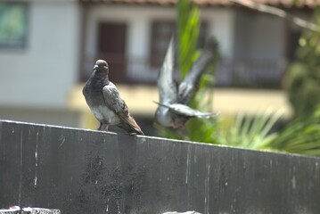 ave, animal, fauna, naturaleza, pico, cielo, alambrada, ave de presa, azores, aguilas,...