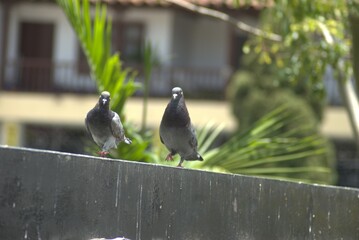 ave, animal, fauna, naturaleza, pico, cielo, alambrada, ave de presa, azores, aguilas,...