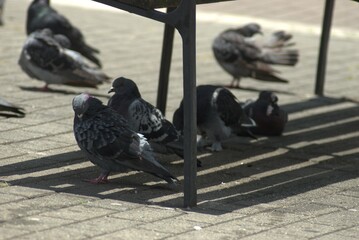 ave, animal, fauna, naturaleza, pico, cielo, alambrada, ave de presa, azores, aguilas,...