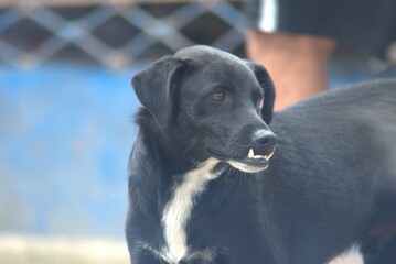perro, negro, animal, mascota, labrador, cachorro, canino, cuca, perro cobrador, retrato, mam&iacute;fero, engendrar, perro, domestica, aislada, alegre, blanco