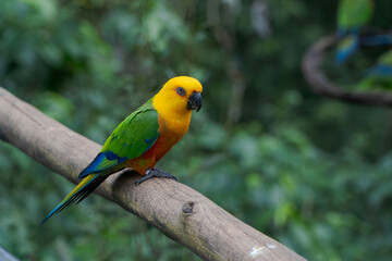 perico dorado (Aratinga jandaya).