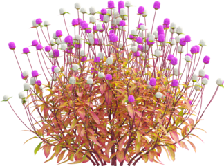 Side view of Globe Amaranth plant with flowers