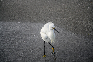 Snowy Egret on the beach looking for food.