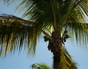 Palm tree, 