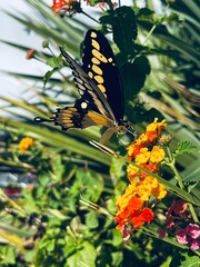 butterfly on flower