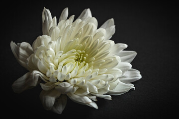 White Chrysanthemum Flower 9182