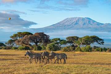 A herd of plains zebra walks against the clear view of mount Kilimanjaro and balloon flying in a...