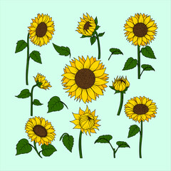 Minimalist Hand Drawn Flower Set – Botanical Illustration of Sunflower Stems and Leaves for Floral Design, Wedding Invitations, and Home Decor