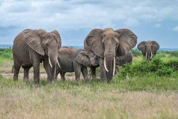 Obraz premium A herd of African savanna elephants grazing while a mother elephant lactates a baby at the start of the wet season in Amboseli National Park, Kenya