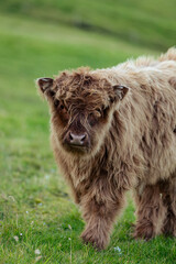 Fototapeta premium Portrait of Single Highland Cattle standing alone in a field in the Faroe Islands