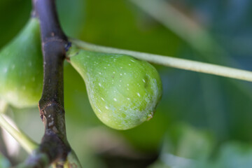 FRUTOS VERDES. ESTÁN EN LA RAMA. EL FONDO ESTÁ DESENFOADO.. HIGOS. 