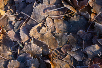 brown frozen leaves