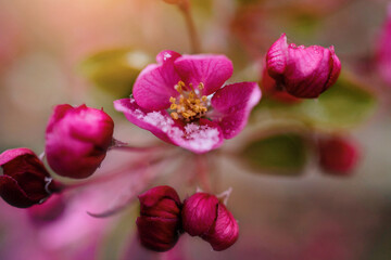 Pink spring bloom with snow
