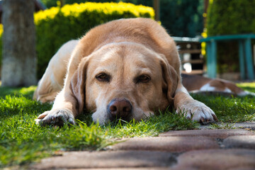 labrador dog