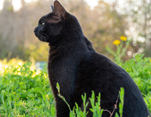 Black cat in the field watching 