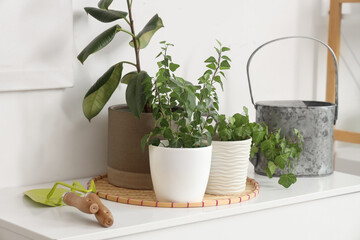 Plants with gardening tools on commode near light wall