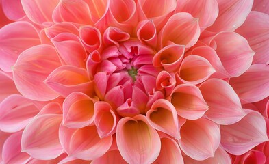 Fototapeta premium A close-up view of a stunning pink dahlia flower showcasing intricate petal patterns and vibrant colors.