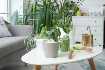 Plants with gardening tools on table in light living room