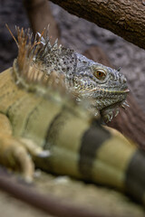 Fototapeta premium Green monitor lizard in head detail. 