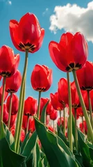 Gordijnen Vibrant red tulips stretching towards the sky in a Dutch flower field © fourtakig