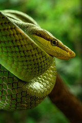 Sharp-nosed snake on a branch.
