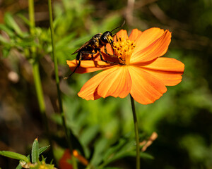 Close-up of wasp on vibrant orange flower in summer garden