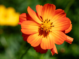 Vibrant Orange Flower Blooming in Sunny Garden
