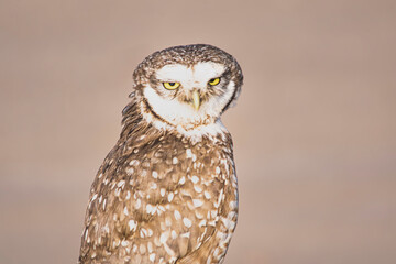 Burrowing owl head staring fixedly
