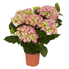 hydrangea bush in a plant pot