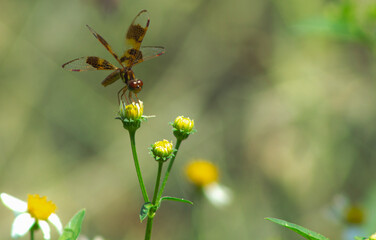 Dragonfly Resting on Flower Buds in a Garden
