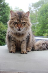 Fluffy domestic cat sitting contentedly on a car in a lush green environment during a sunny day