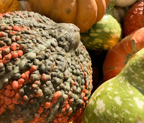 pumpkins and gourds with squash , fall harvest fesitival .