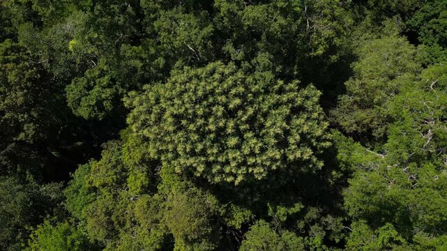 Drone footage: zooming out from the canopy in the brazilian Amazon rainforest, perpendicular view