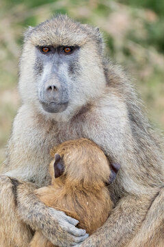 Yellow baboon mother and baby