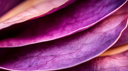 Obraz premium close-up of a single flower petal showcasing intricate details and vibrant hues, revealing the beauty and complexity of botanical life