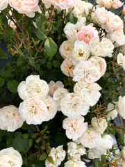 Blush and white roses from the garden