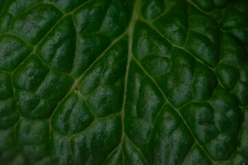 green leaf texture